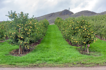 Ripe yellow apples among green leaves on a farm orchard field