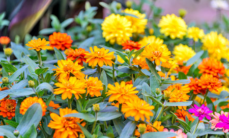 Flowers of Zinnia plants of the tribe Heliantheae within the family Asteraceae