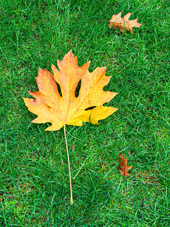 Bright yellow maple and oak leaves on green grass background