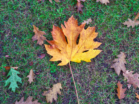 Bright yellow maple leaf and dried oak leaves laying on the ground