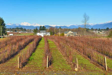 Blueberry farm on winter season in the Fraser valley