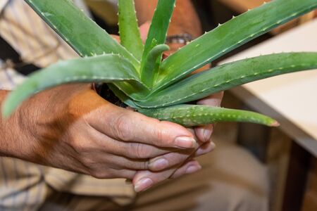 Aloe Vera in the hands of an elderly personの写真素材