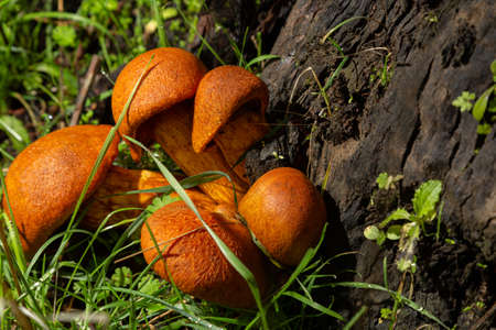 toxic mushrooms at the base of the orange forest tree