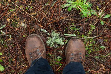 view from above of hiking boots treading on the forest with plant in the middle