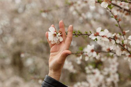 woman's hand touching the almond blossom in the countryside