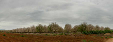 Panoramic view of almond tree plantation in the countryside of Cordoba Spain