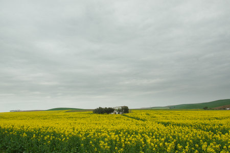 Countryside landscape with green and yellow colors in the morning.の写真素材