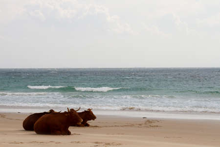 Cows sitting on the shore of the seaの写真素材