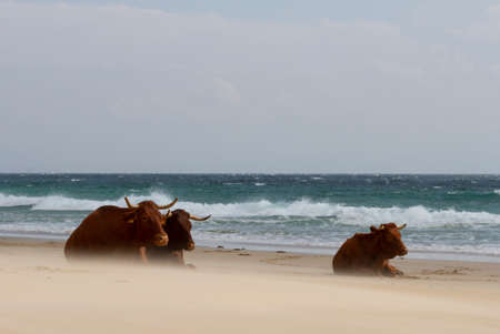 Cows sitting on the shore of the sea