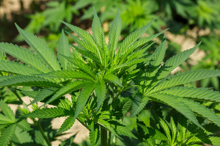 Marijuana plants in the first medicinal plant in the Netherlandsの写真素材