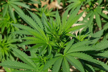 Marijuana plants in the first medicinal plant in the Netherlandsの写真素材