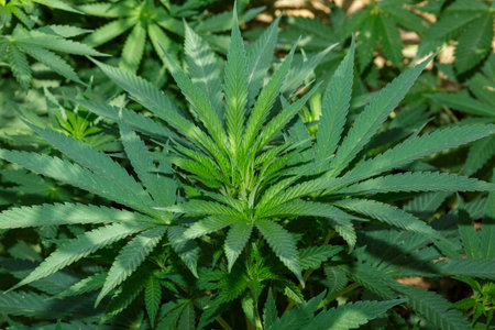 Marijuana plants in the first medicinal plant in the Netherlandsの写真素材