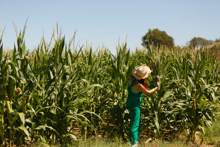 Agronomist woman examining corn plants, checking her harvestの写真素材
