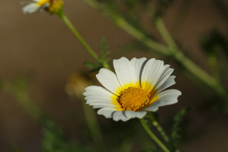 Closeup photography capturing the beauty of a white daisy flower in its natural environmentの写真素材