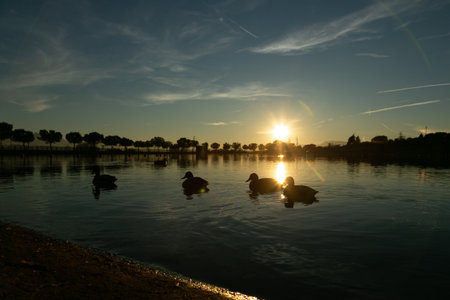 A peaceful and serene sunset over a picturesque lake filled with graceful ducks swimmingの写真素材