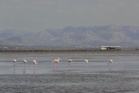 Flamingos Gracefully Wading in Shallow Waters Set Against a Stunning Mountain Backdropの写真素材