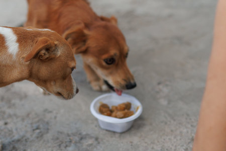Two happy dogs share a meal from the same bowl, showing their strong friendship and feeding interactionの写真素材