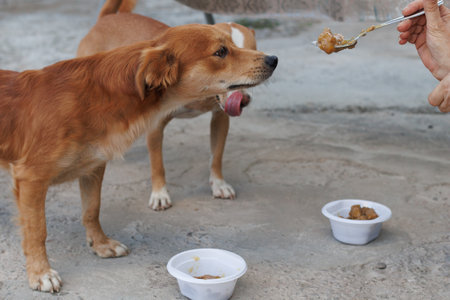 Two playful and energetic dogs are eagerly waiting for their delicious food in a serene outdoor setting, full of joyの写真素材