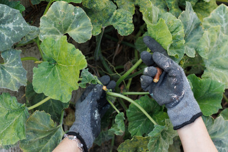 Hands wearing gloves are gently picking a variety of fresh vegetables from the lush green vines...