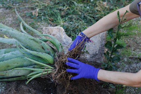 Transplanting an aloe vera plant, focusing on key gardening techniques and environmental care practicesの写真素材