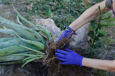 Hands in gloves are gently uprooting aloe vera plants to successfully transplant them, showcasing gardening techniquesの写真素材