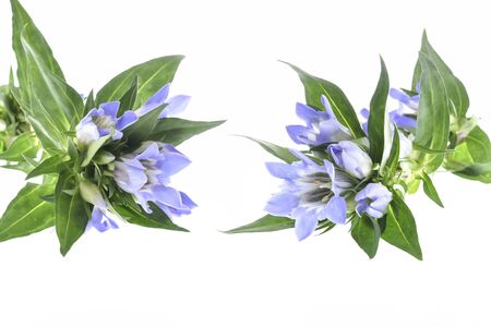 Blue gentian flowers on white background.の写真素材