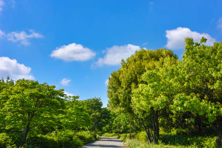 A road surrounded by trees. Fresh green season.