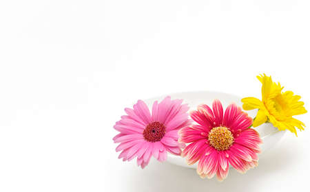 Gerbera flowers, white background.の写真素材