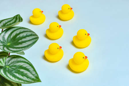 A laid-back image, duck toys and Peperomia argyreia.の写真素材