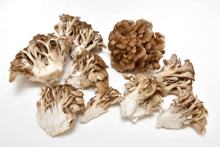 Maitake mushrooms on white backgroundの写真素材