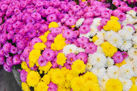 Garden Mum Mix. Colorful flowers.の写真素材