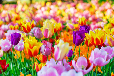 Colorful tulipsの写真素材