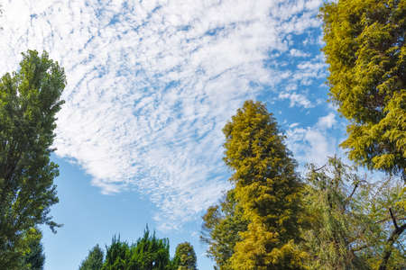 Autumn sky and treesの写真素材