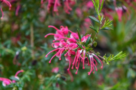 Grevillea Pigmy Dancer. Photo of flower closeup .の写真素材