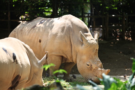Rhinocerosの写真素材