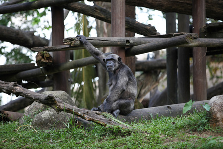 Monkey