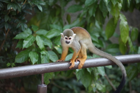 Naughty Monkeyの写真素材