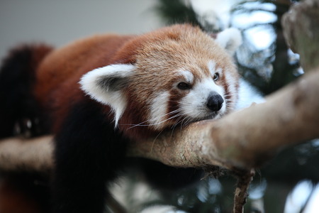 Red Pandaの写真素材