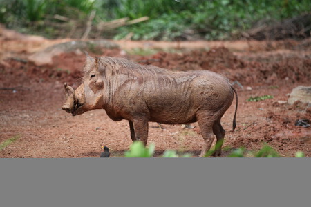 Wild Boarの写真素材