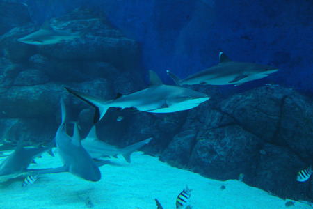 Underwater Worldの写真素材