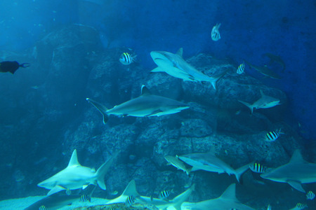 Underwater Worldの写真素材