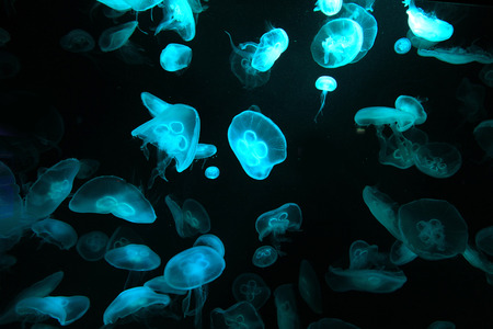 Jellyfishesの写真素材