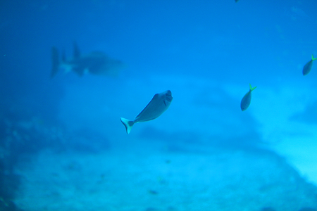Fishes
