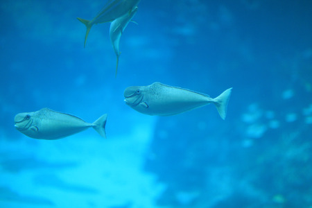 Fishesの写真素材