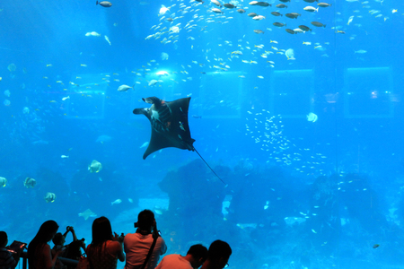Stingray in the aquarium