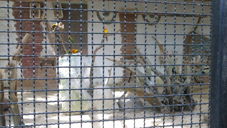 Bangkok Safari Zooのeditorial素材