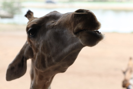 Safari World, Bangkokのeditorial素材