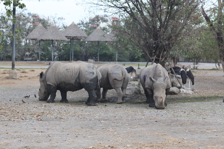 Safari World, Bangkokのeditorial素材