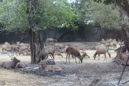 Safari World, Bangkokのeditorial素材