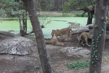 Safari World, Bangkokのeditorial素材